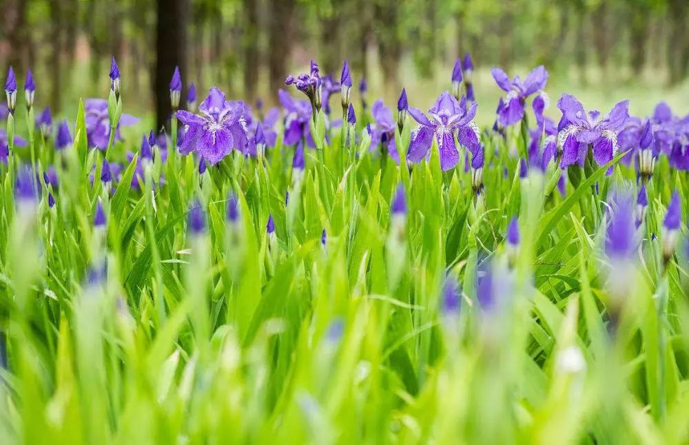 鸢 尾地点:港窑路运河公园赏花时间:4月-5月宜昌市赏花地图收好这份