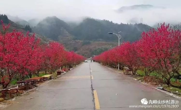 乐昌九峰山 踏青赏桃花 3月漫山花海等你来看!