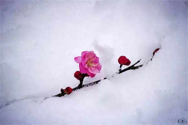 一剪寒梅简谱_一剪寒梅傲立雪中图片