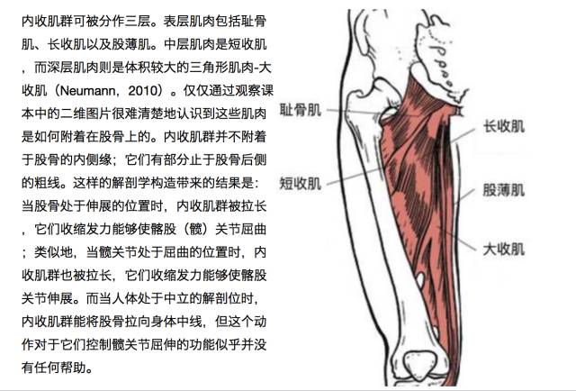 功能性解剖学内收肌群3hfit权威文献