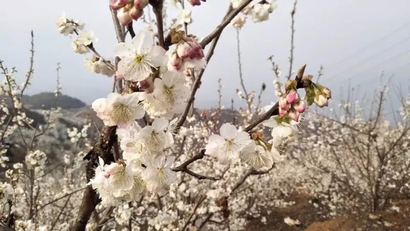 樱桃花遇到音乐,碰撞出不一样的年味——总溪河"樱桃花开"音乐节即将