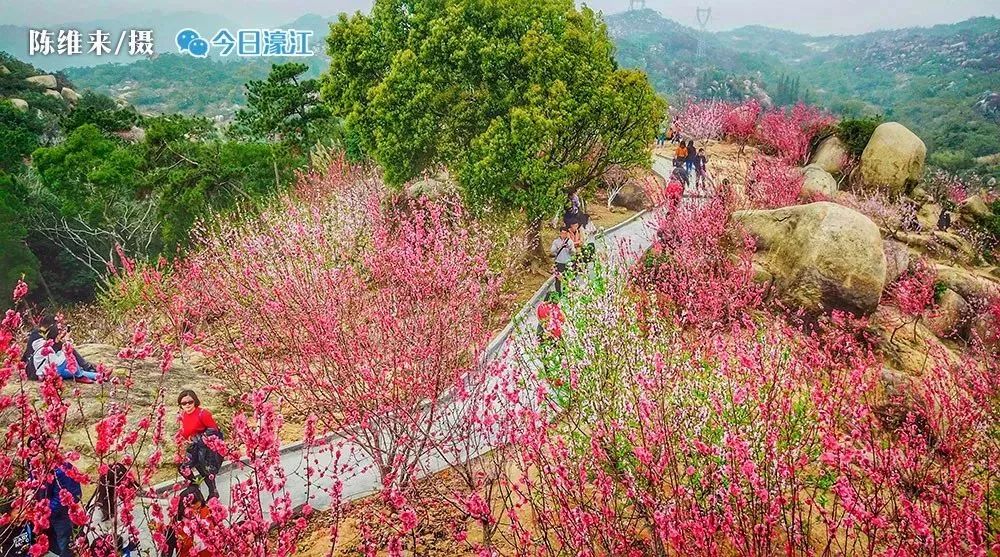 这绝对不是夸张~此时正处于桃花盛放期,汕头濠江桃花节自2009年举办