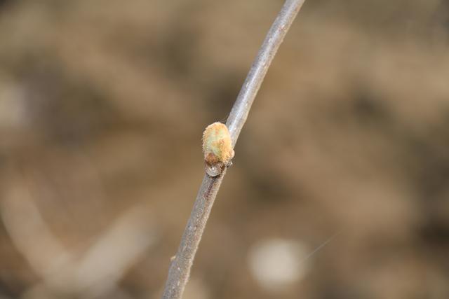 错综交叉的枝条上,每一个芽孢含苞待放的姿态让我对它们充满着期待.