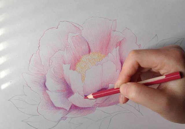 彩铅教程 | 画一朵盛放的牡丹花,超详细