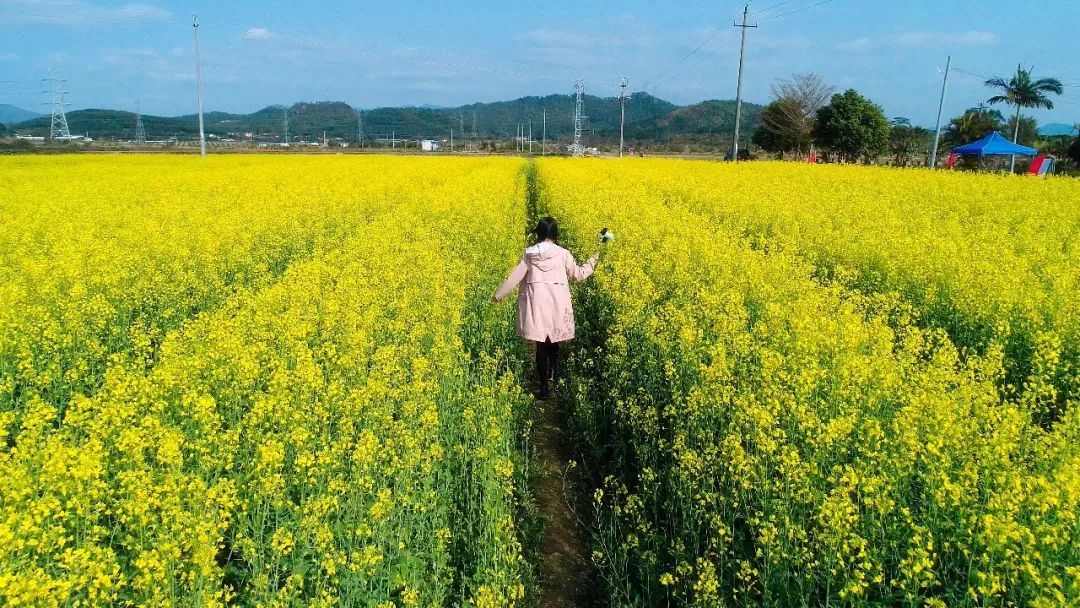 就在横沥镇墨园村明黄的油菜花海那就索性把春色都装进相机里如此美丽