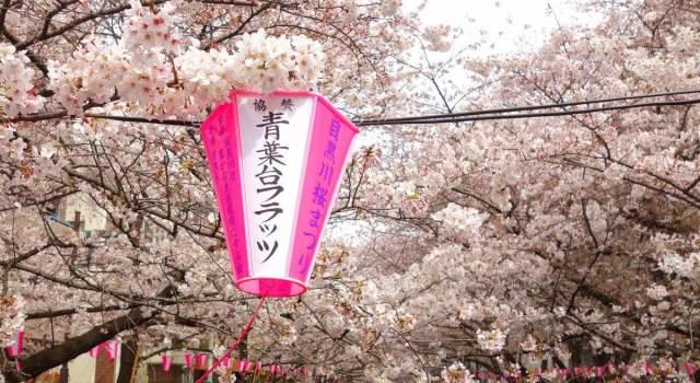 最新消息:日本签证政策要收紧!别让浪漫的樱花