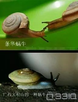 像中国北方最臭大街的 条华蜗牛,壳就几乎是平躺的,南方的一些蜗牛躺