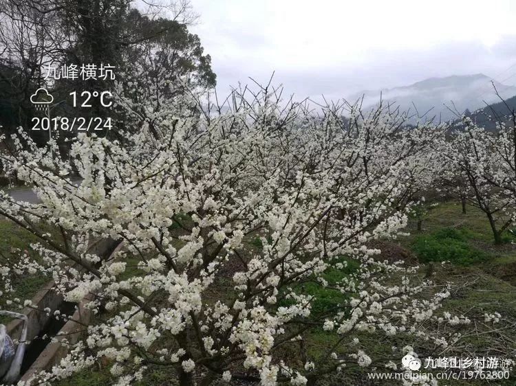 乐昌九峰山 踏青赏桃花 3月漫山花海等你来看!