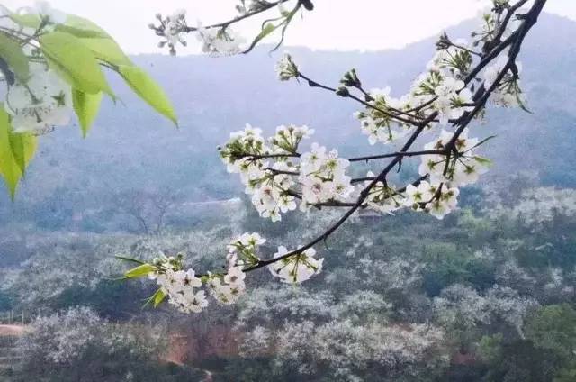 加级寨梨花,开出地球上最美的春天