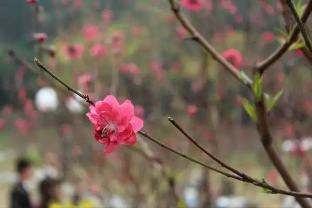 在那桃花盛开的地方笛子简谱_笛子 在那桃花盛开的地方 ,曲调优美宛如天籁