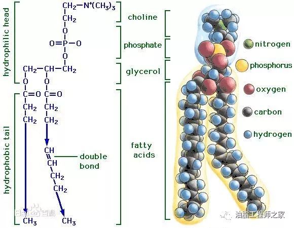物,主要有三种磷脂组成:磷脂酰胆碱 pc(也称为 "纯" 或 "化学" 卵磷脂