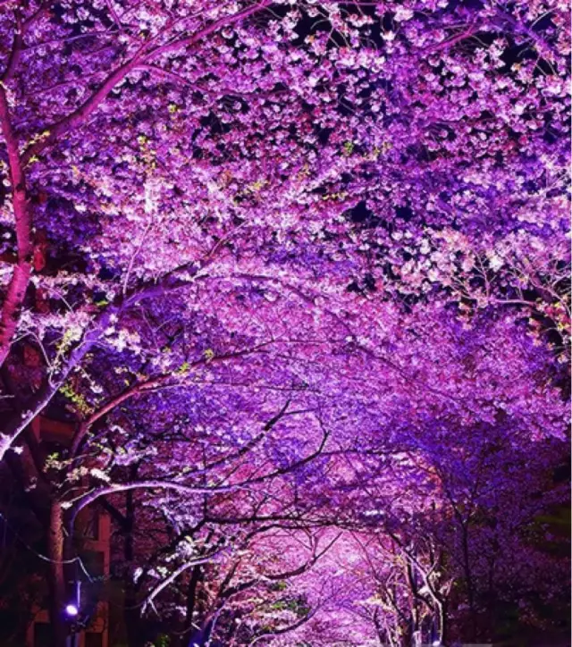 错过了北海道冬天的浪漫还有春节樱花树的灿烂