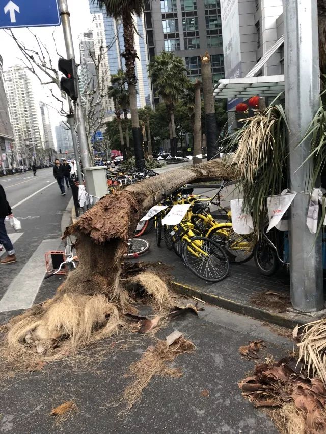 魔都今天妖风肆虐过年增加的体重终于可以派上用场了