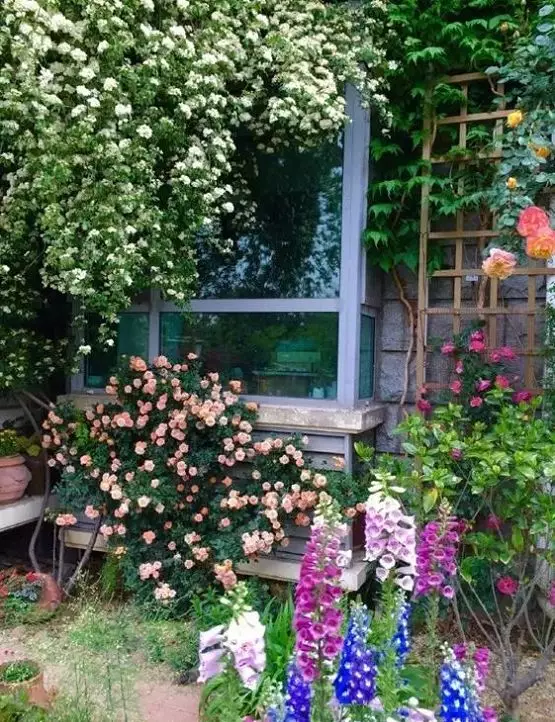 她用了8年,打造了一个开满鲜花的小院.