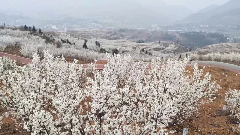 樱桃花遇到音乐,碰撞出不一样的年味——总溪河"樱桃花开"音乐节即将