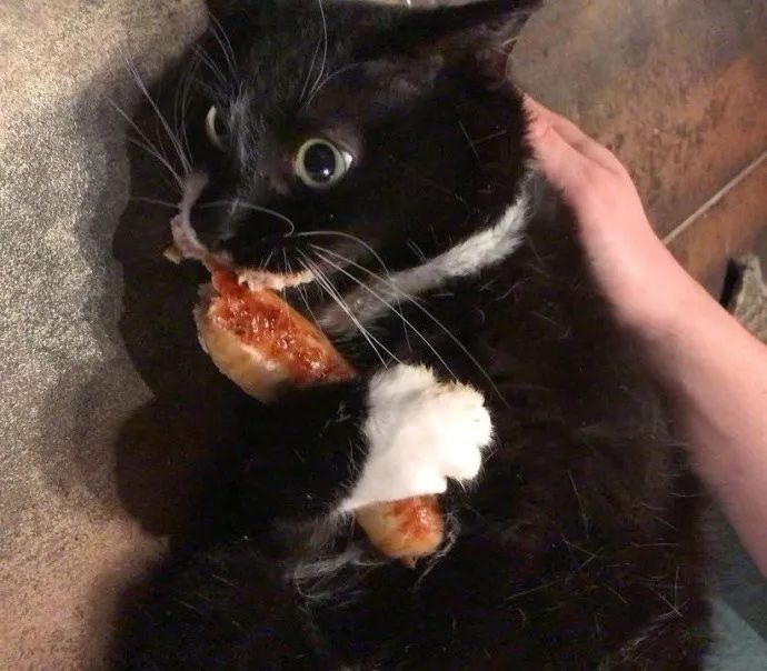 黑猫偷吃香肠被抓现行后,这个表情太搞笑了.