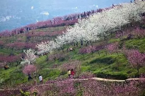 3,虎峰山第八届桃花节