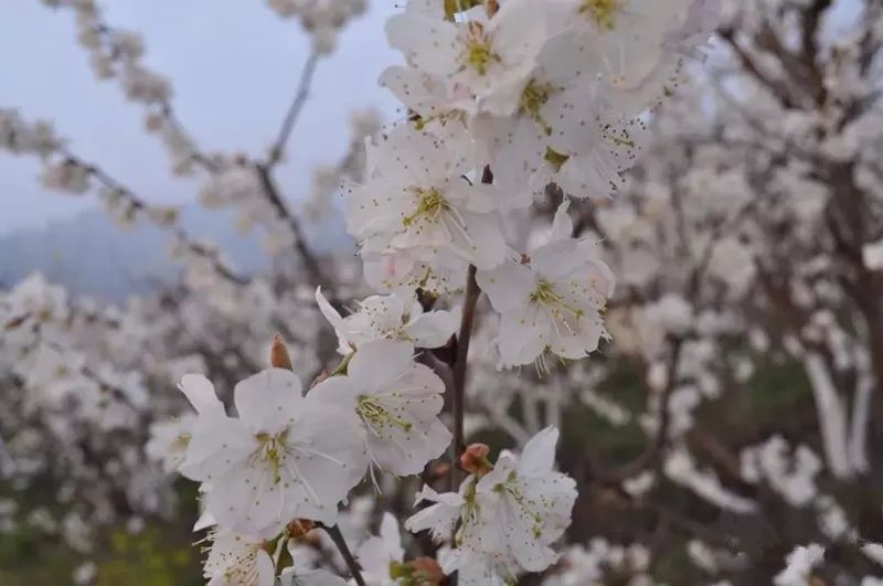 樱桃花遇到音乐,碰撞出不一样的年味——总溪河"樱桃花开"音乐节即将