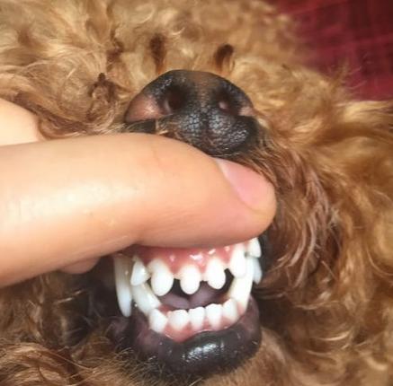 二,牙齿 要是在狗狗换牙期没有及时的给它补钙的话,那么狗狗牙齿会