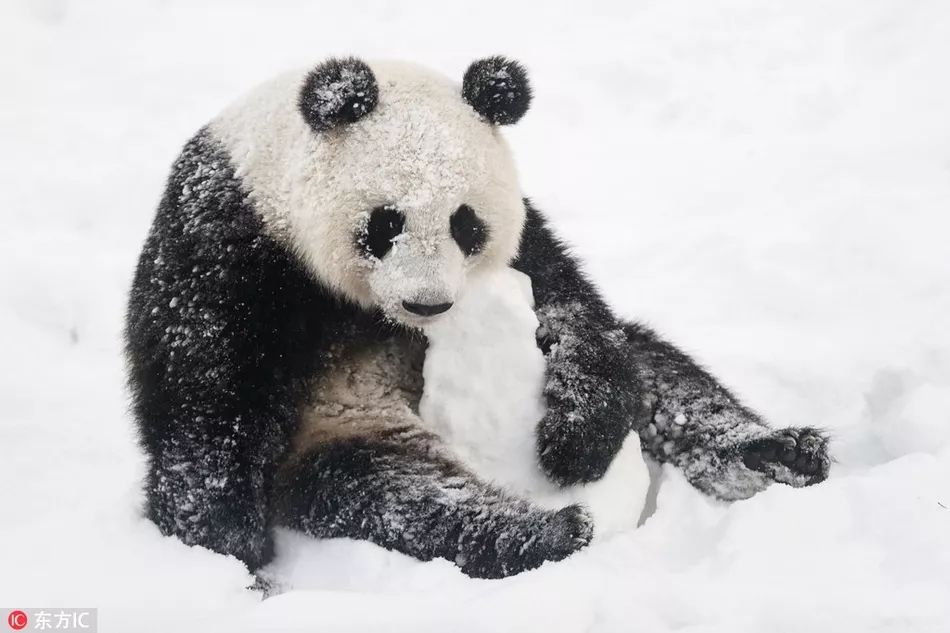 萌态百出:旅居芬兰的大熊猫雪地开心玩耍 自带萌系