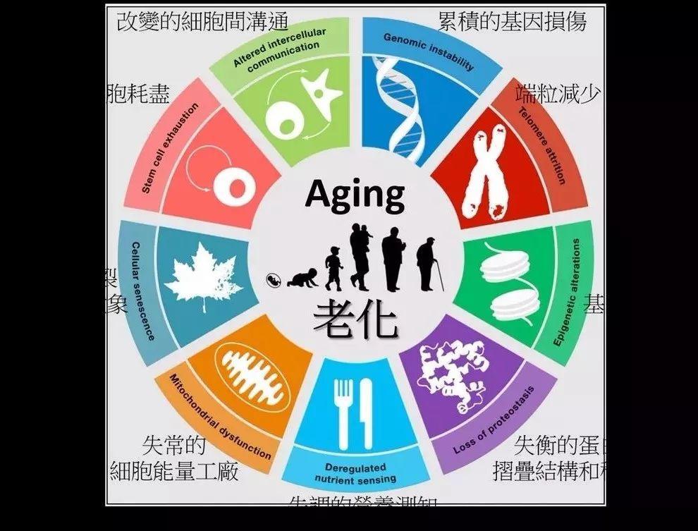 最近有科学家发现人类衰老的九大生理特征,从基因异变到细胞再生功能