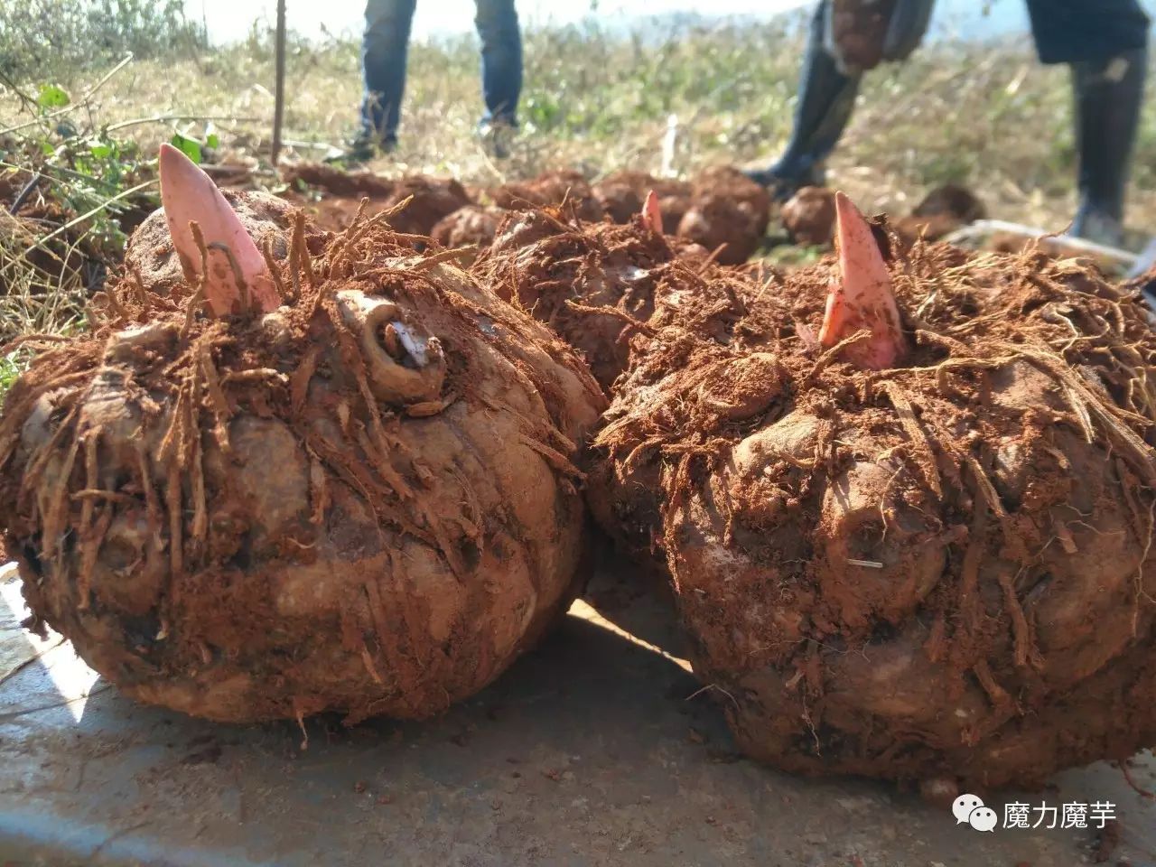 种植魔芋必看