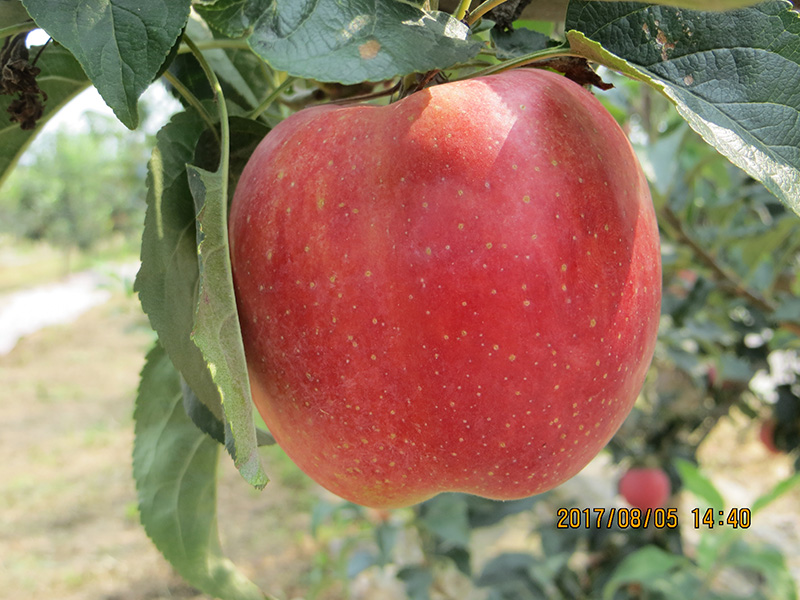 早熟苹果苗新品种鲁丽