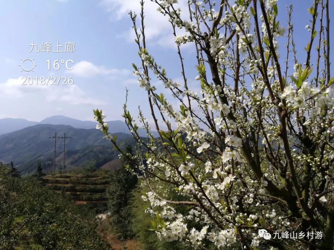 乐昌九峰山 踏青赏桃花 3月漫山花海等你来看!