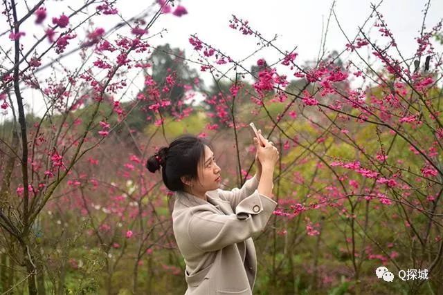 家门口看樱花关键还免费 重庆主城9处赏花圣地大集合