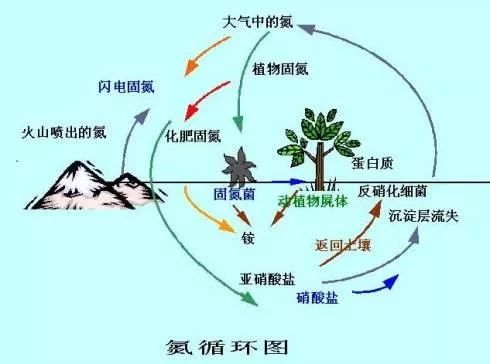 包括部分蓝藻在内,现代的固氮微生物大多数为细菌(如根瘤菌,固氮菌