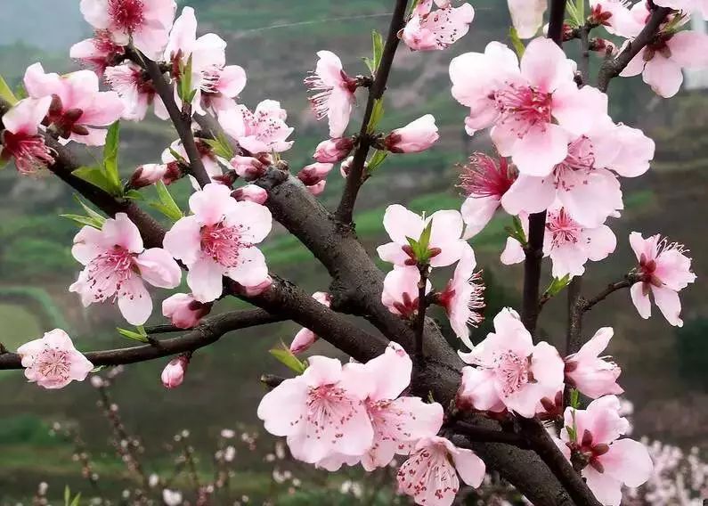 桃花历乱李花香,草色青青柳色黄:3月份想走"桃花运"童鞋速速进来