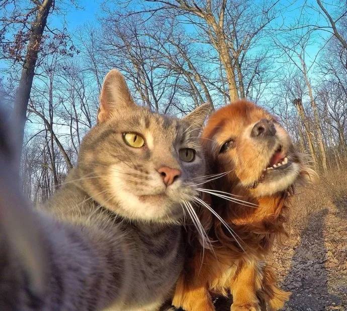 和大家分享一波猫咪的自拍照让你在上班的时候乐呵乐呵