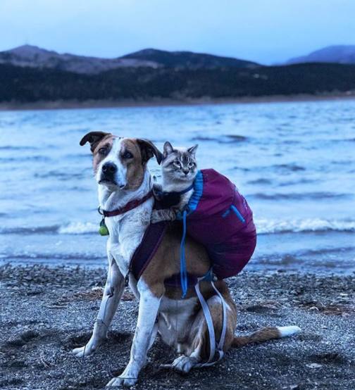 这只狗狗背着猫四处旅行,看遍人间美景,网友:真爱不分