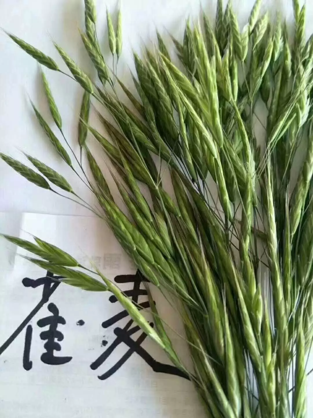 今年特殊,麦田除草关键期,注意!