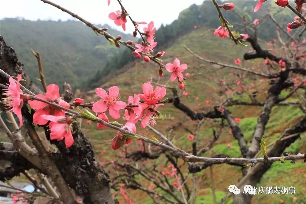 踏春赏花正当时从化吕田鹰嘴桃花竞相绽放