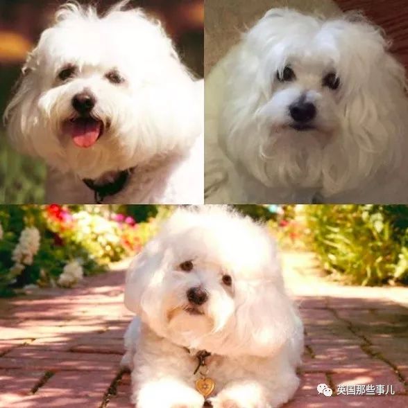 是克隆狗三只可爱的棉花面纱犬(coton de tulear)史翠珊家里现在有招