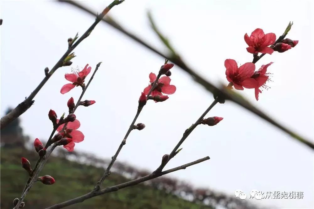 踏春赏花正当时!从化吕田鹰嘴桃花竞相绽放!