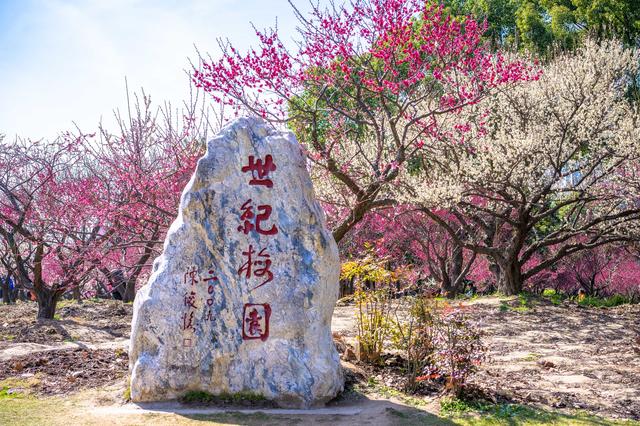 足不出沪,上海赏梅胜地,世纪公园内感受魅力花海