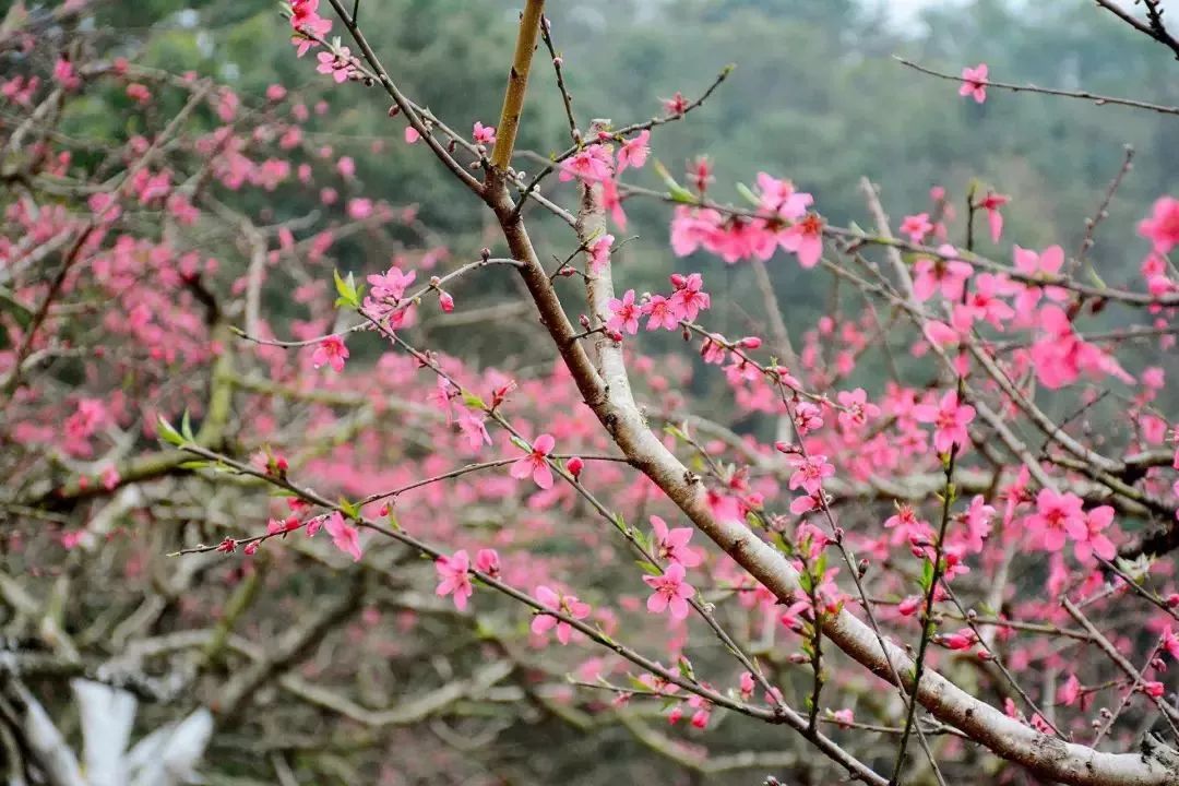 博罗象头山上的桃花,十里春光醉