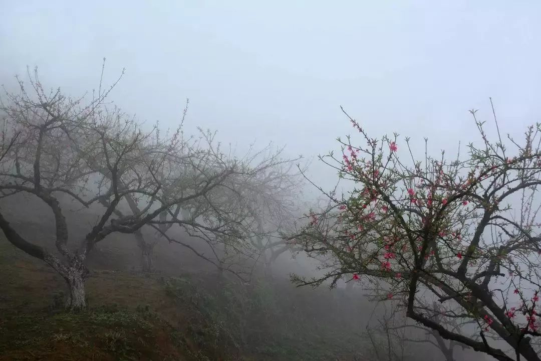 博罗象头山上的桃花,十里春光醉