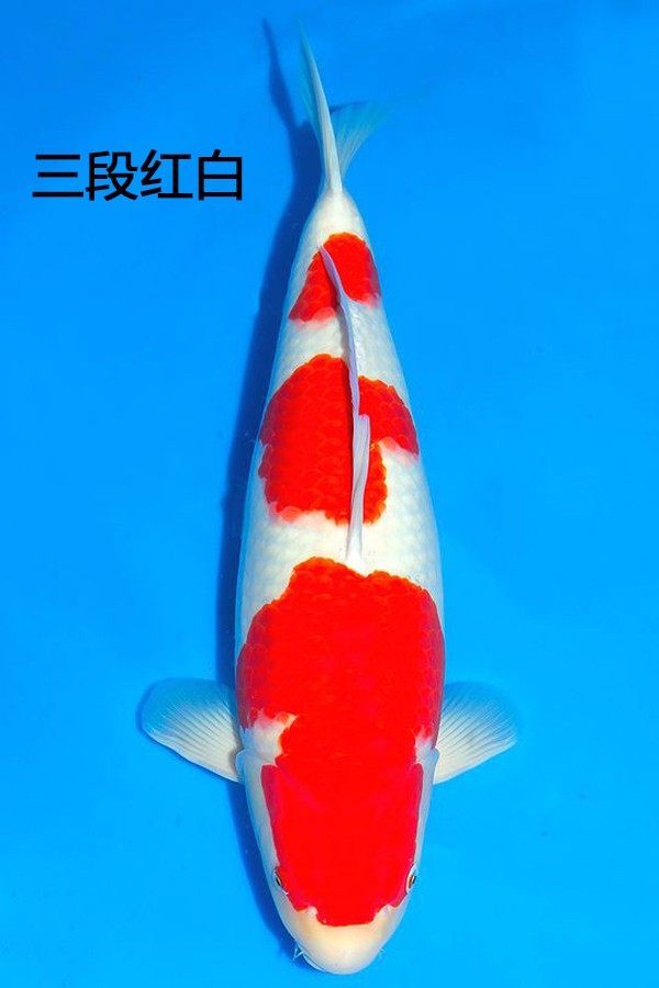 三段红白锦鲤:是指鱼体被三个明显红色斑纹分割开来,形成的独特形态.