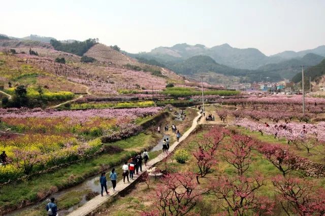 义乌上溪十里桃花坞 (义乌市上溪镇溪华)