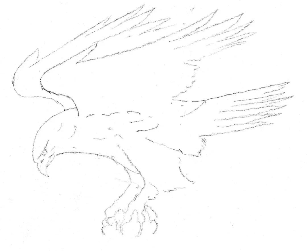 2.更加精确地描绘鹰的主要轮廓,包括鹰爪.