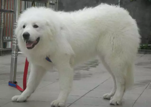 大白熊 温和聪明,很奇怪的是,虽然身为大型犬,但是他竟然比小型犬