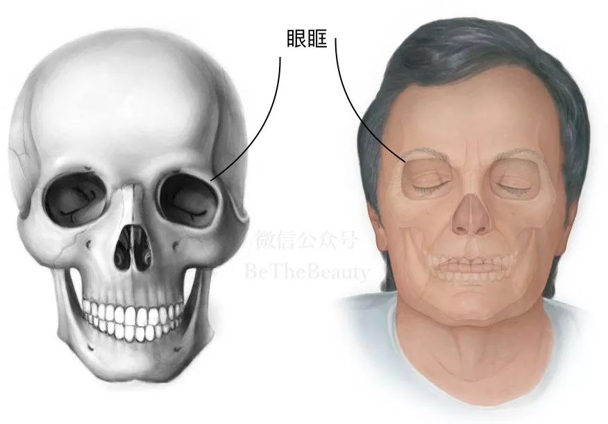 找找自己的骨骼轮廓 可以看出, 眉毛长在眼眶的边缘,就像一个 半框