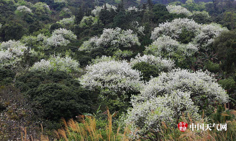 广西钦州千树万树梨花开满山芳华尽是春