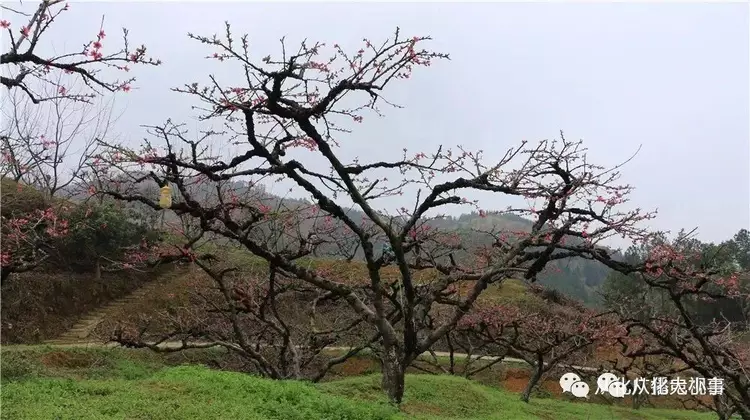 踏春赏花正当时从化吕田鹰嘴桃花竞相绽放