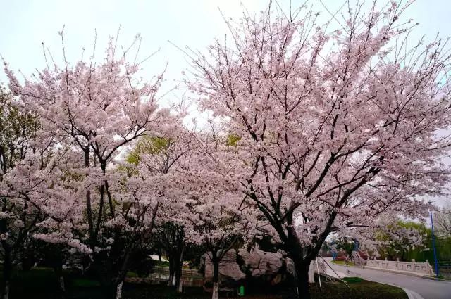 旅游 正文  三月的阳澄湖半岛千米樱花道花开成海,骑行,漫步在樱花树