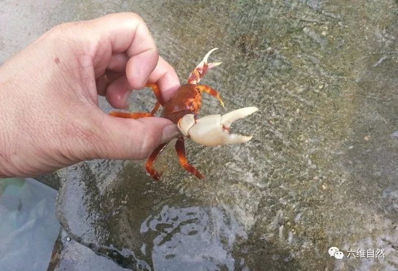 山螃蟹怎么吃最好