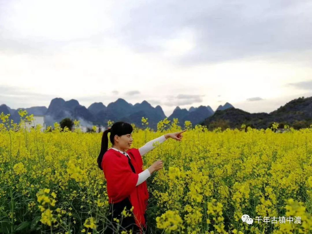 柳州这古镇千亩油菜花开了!30分钟就到,还